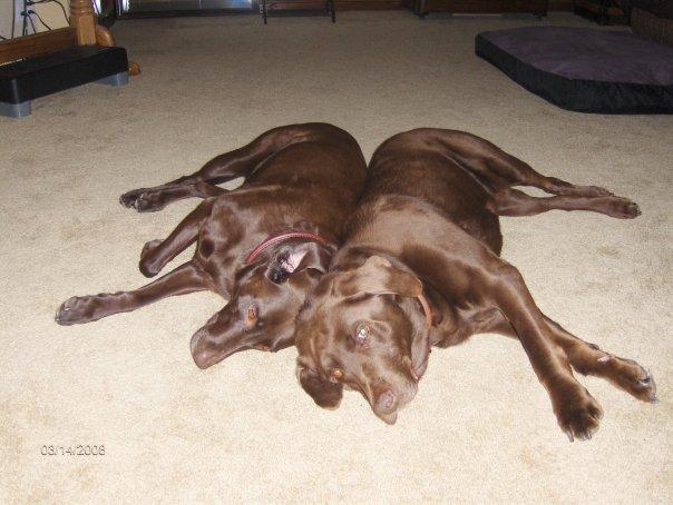 A Life Stew Recipe for Pet Cancer Awareness Month - Happy Hounds Pet Supply