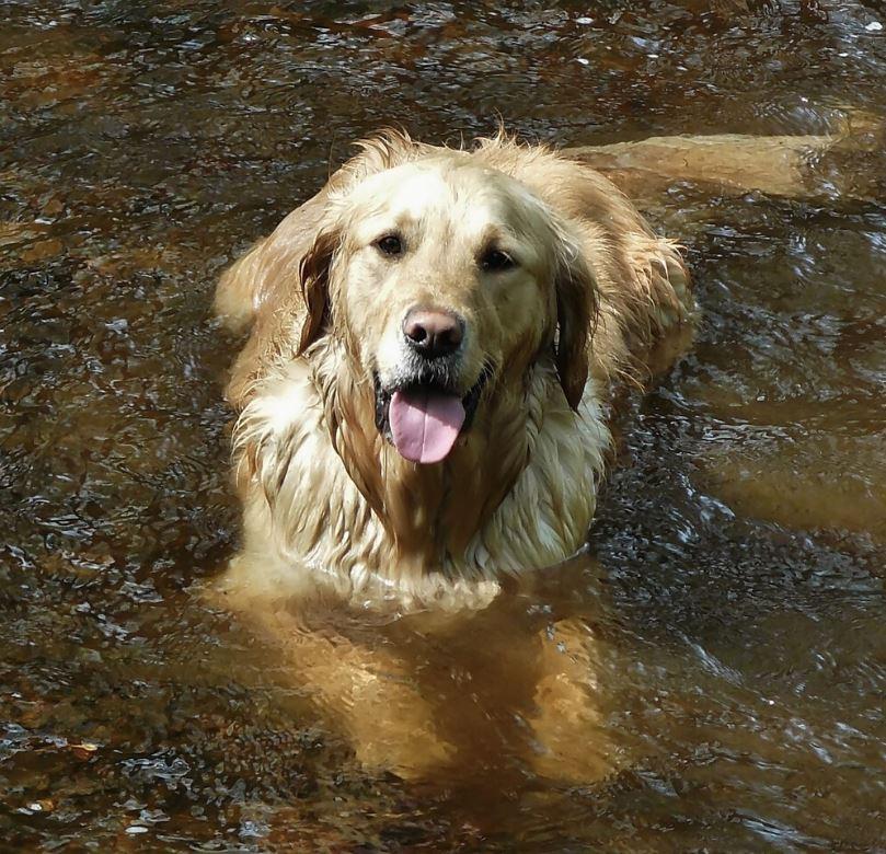 Keep Pets Cool When Temperatures Rise - Happy Hounds Pet Supply