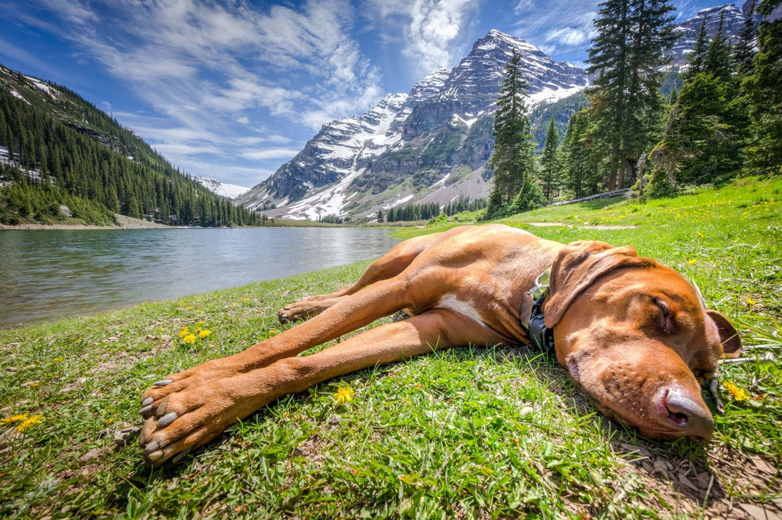 NATURAL WAYS TO SOOTHE YOUR PET’S SOUL - Happy Hounds Pet Supply