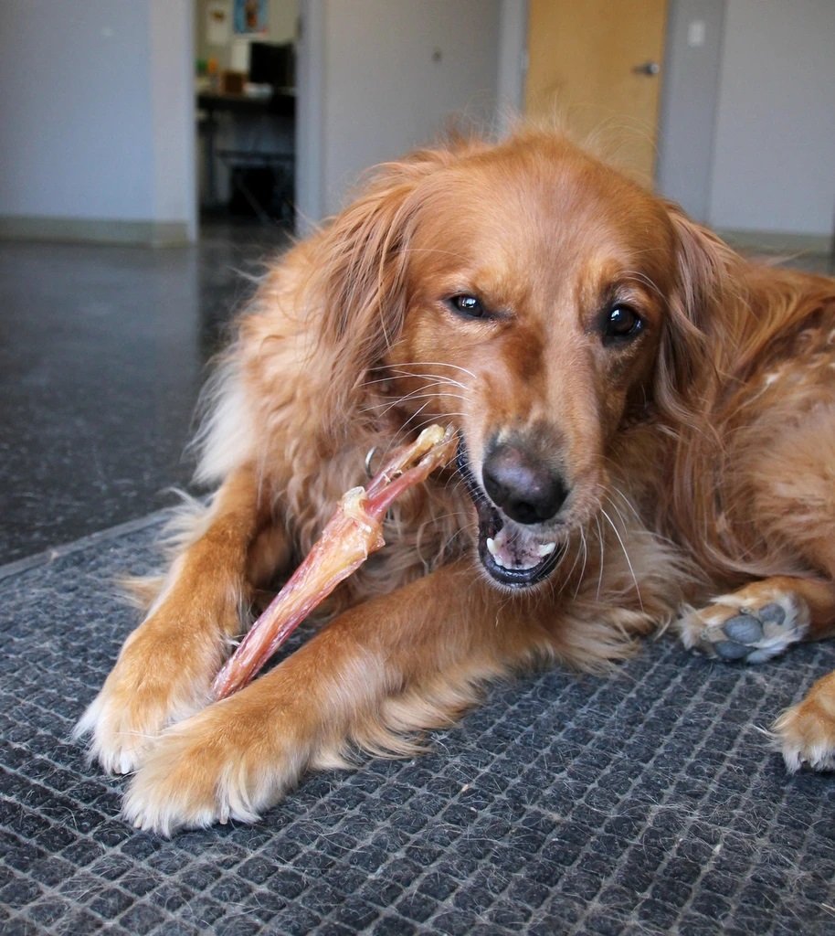 Selecting a Long Lasting Chew for Your Pet - Happy Hounds Pet Supply