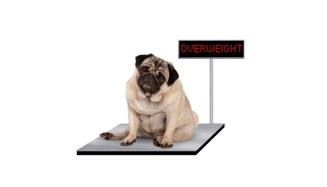 What To Do When You Realize Your Dog is Overweight - Happy Hounds Pet Supply