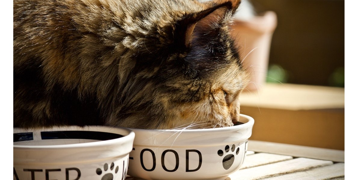 Cat food | Happy Hounds Pet Supply