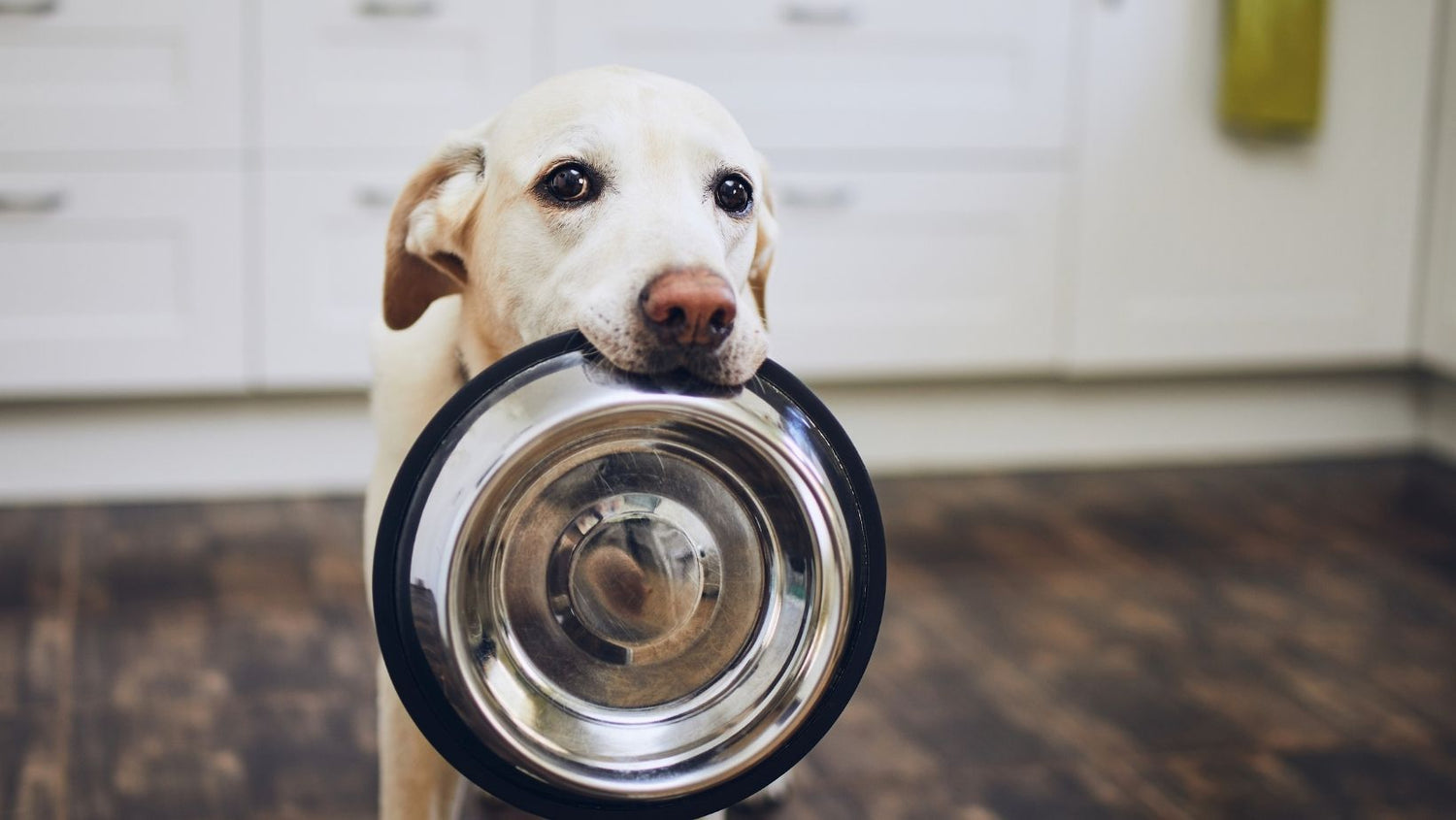 White dog holding dog dish