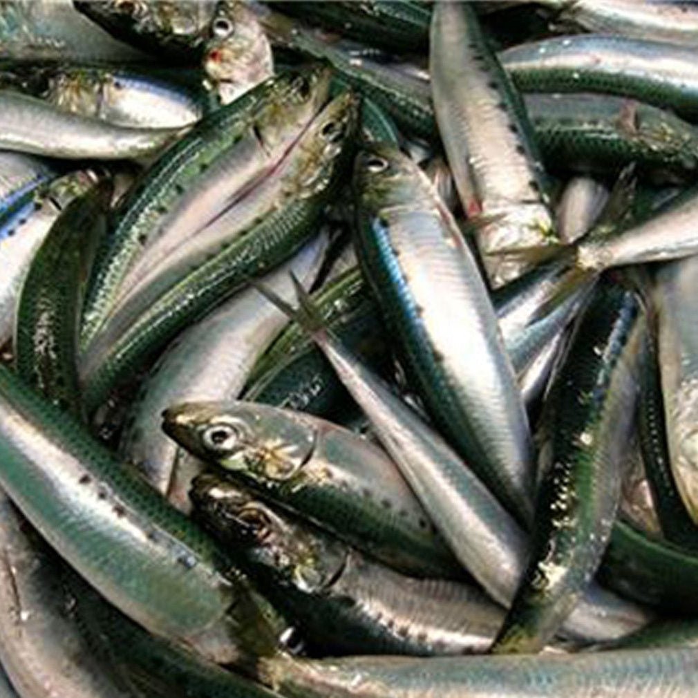 Answers Fermented Fish Stock - Happy Hounds Pet Supply