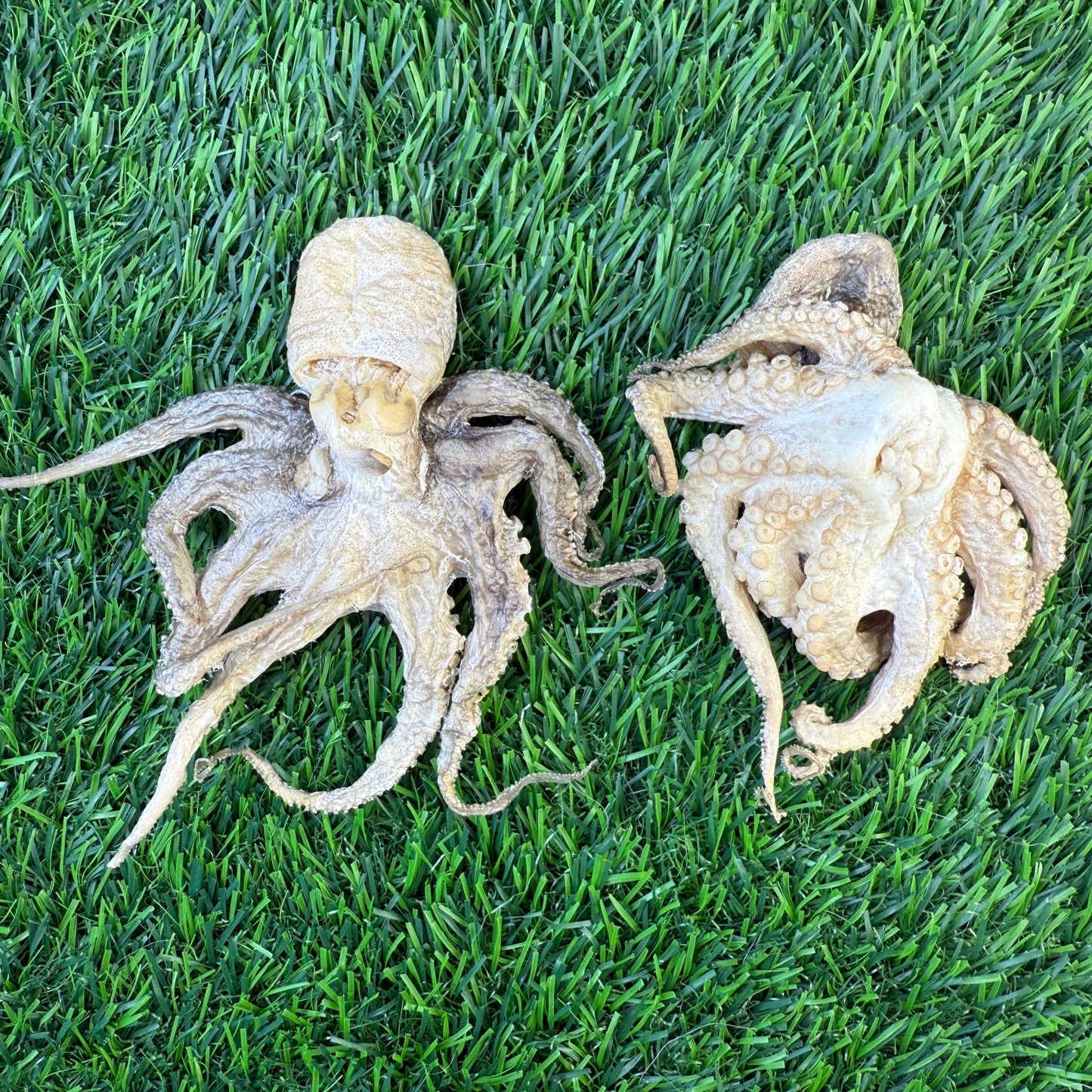 Baby Octopus - Freeze Dried Treats for Dogs & Cat - Happy Hounds Pet Supply
