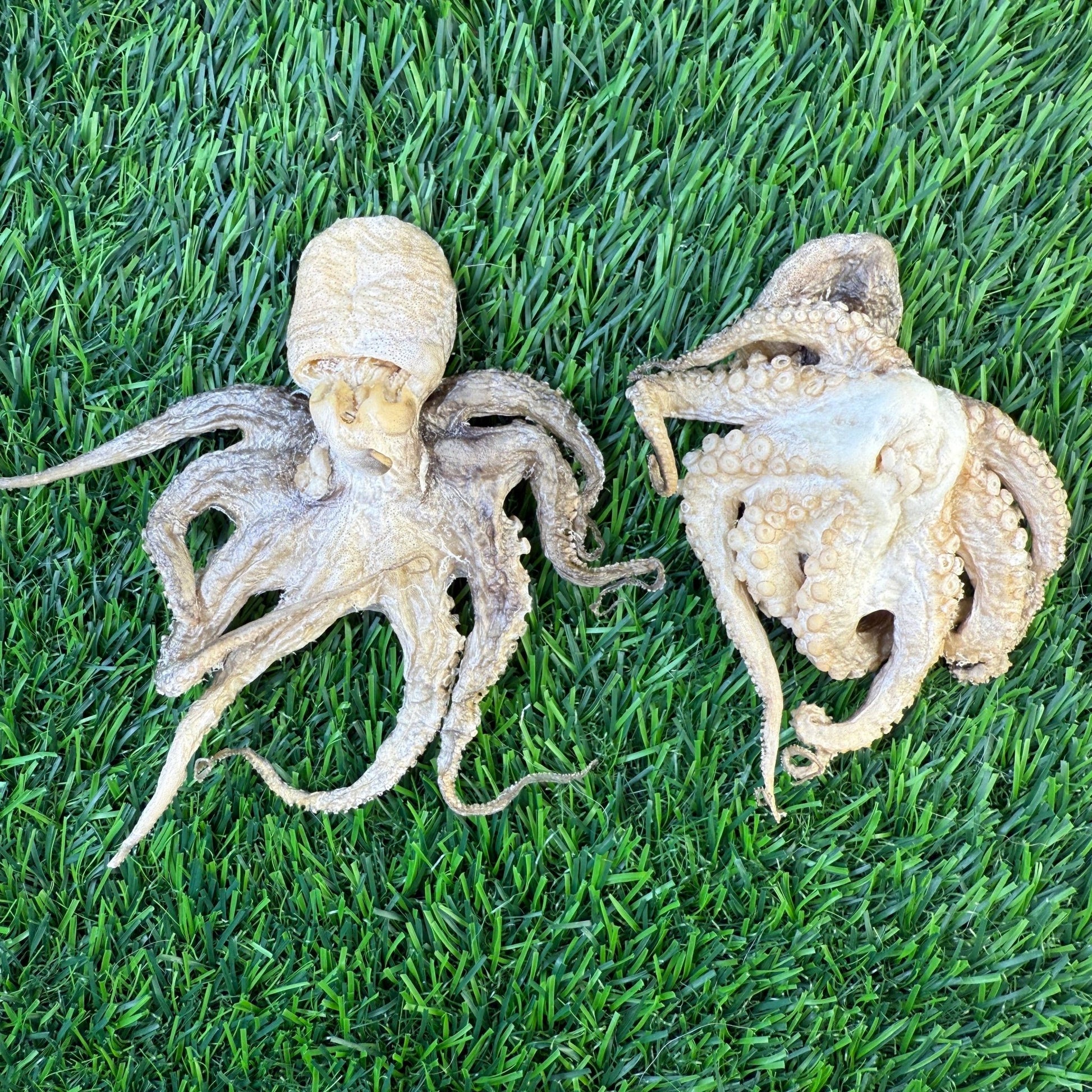 Baby Octopus - Freeze Dried Treats for Dogs & Cat - Happy Hounds Pet Supply