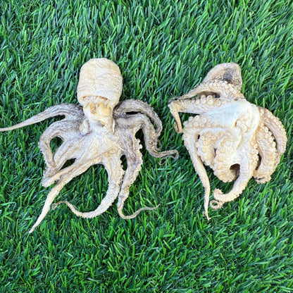 Baby Octopus - Freeze Dried Treats for Dogs & Cat - Happy Hounds Pet Supply