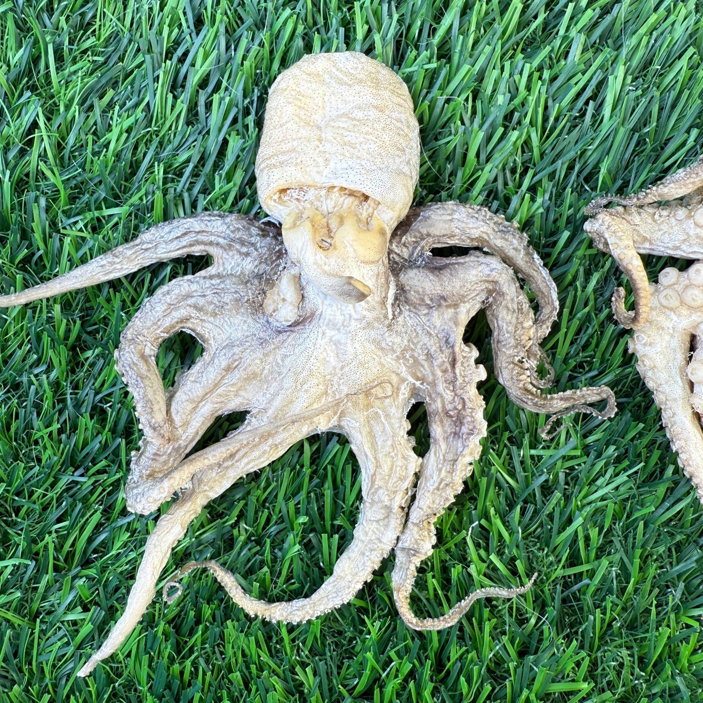 Baby Octopus - Freeze Dried Treats for Dogs & Cat - Happy Hounds Pet Supply