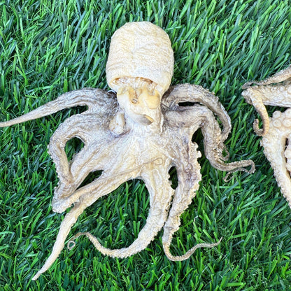 Baby Octopus - Freeze Dried Treats for Dogs & Cat - Happy Hounds Pet Supply