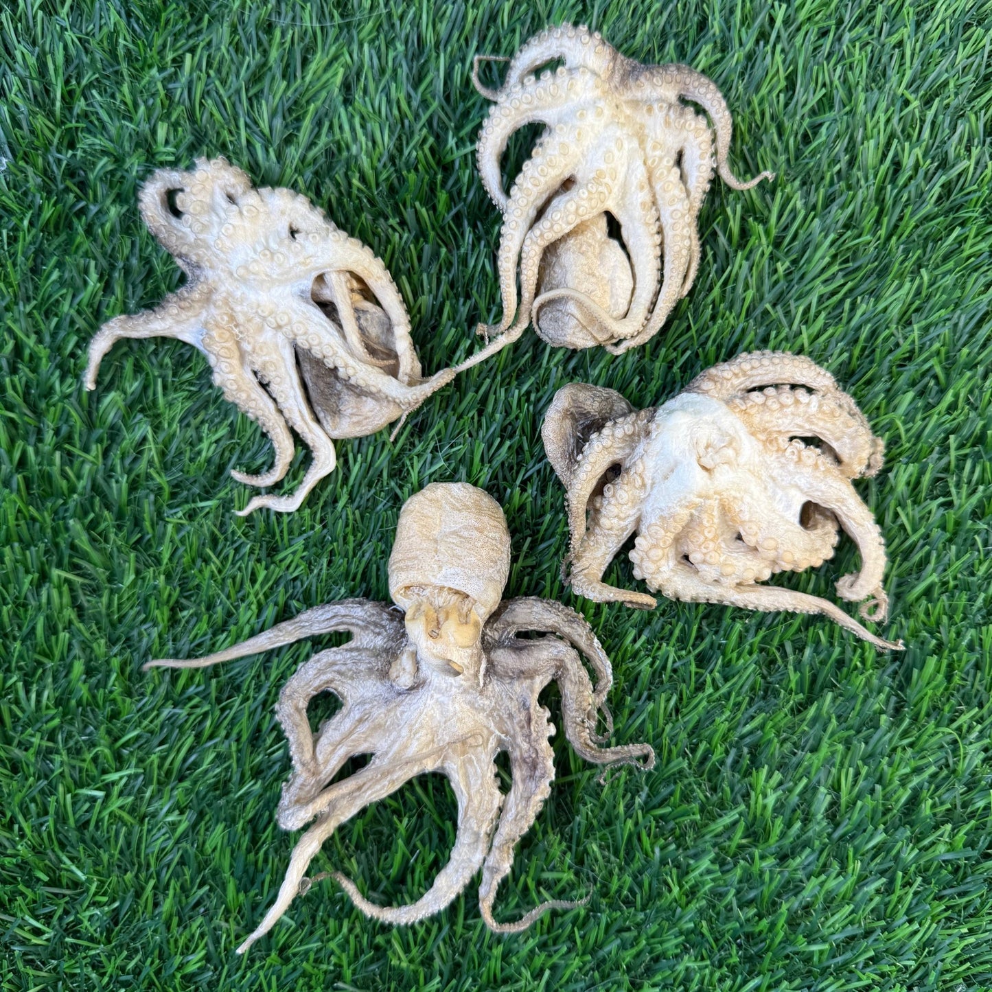 Baby Octopus - Freeze Dried Treats for Dogs & Cat - Happy Hounds Pet Supply