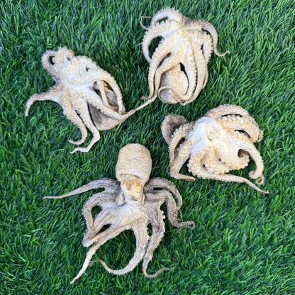 Baby Octopus - Freeze Dried Treats for Dogs & Cat - Happy Hounds Pet Supply