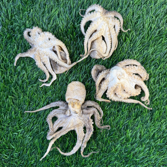 Baby Octopus - Freeze Dried Treats for Dogs & Cat - Happy Hounds Pet Supply