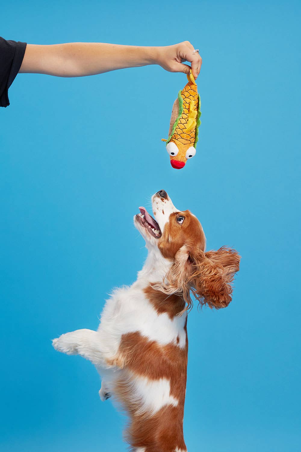 BARK Ernesto the Fish Taco - Happy Hounds Pet Supply