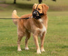 Baskerville Ultra Muzzle - Happy Hounds Pet Supply