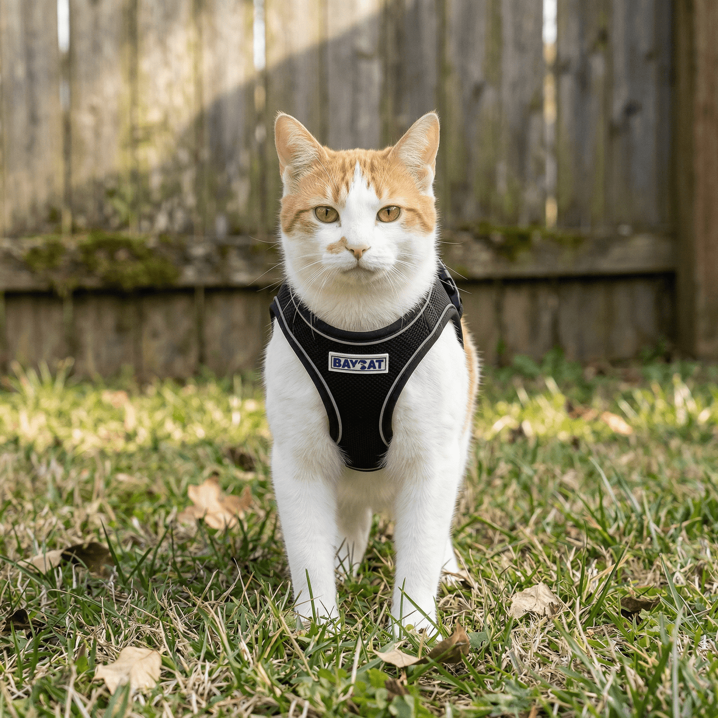BAYCAT Cat Harness & Leash - Happy Hounds Pet Supply