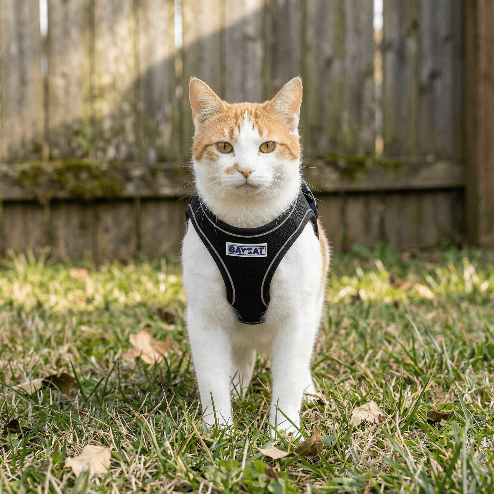 BAYCAT Cat Harness & Leash - Happy Hounds Pet Supply