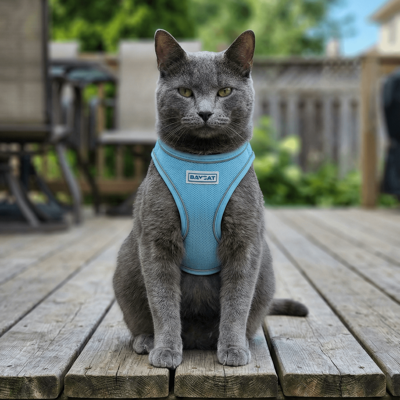 BAYCAT Cat Harness & Leash - Happy Hounds Pet Supply