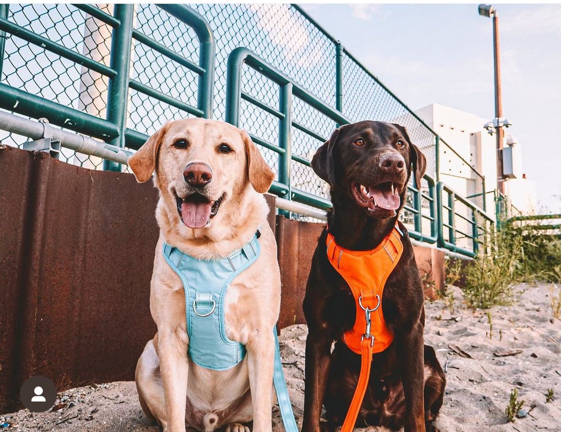 BayDog Chesapeake Harness - Happy Hounds Pet Supply