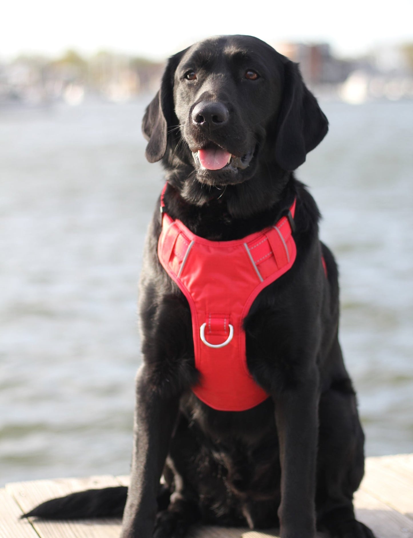 BayDog Chesapeake Harness - Happy Hounds Pet Supply