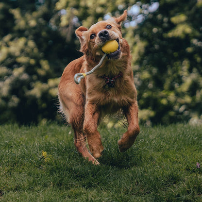 BECO - Slinger Ball Dog Natural Rubber & Rope (Outdoor Play) - Happy Hounds Pet Supply