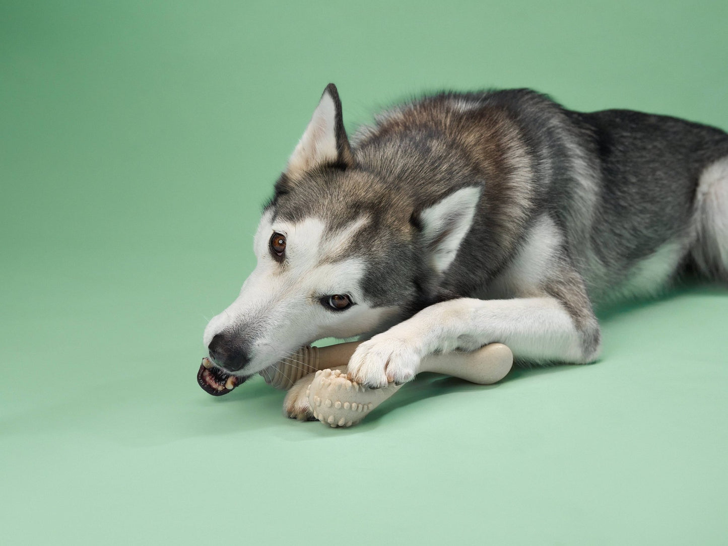 BetterBone MEDIUM - Happy Hounds Pet Supply