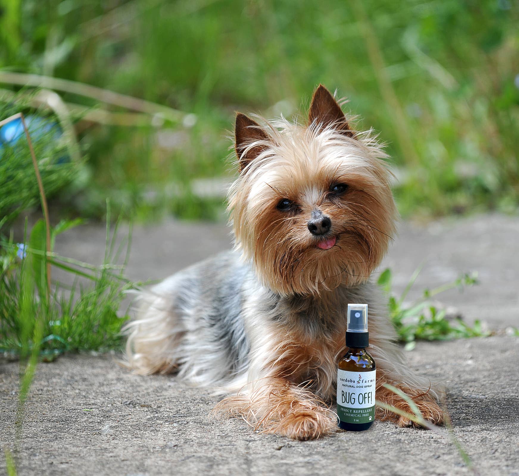 BUG OFF Insect Repelling Spray - Happy Hounds Pet Supply