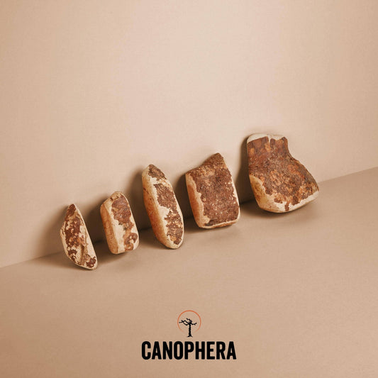 CANOPHERA - Dog Chew Made of Briar Root. - Happy Hounds Pet Supply