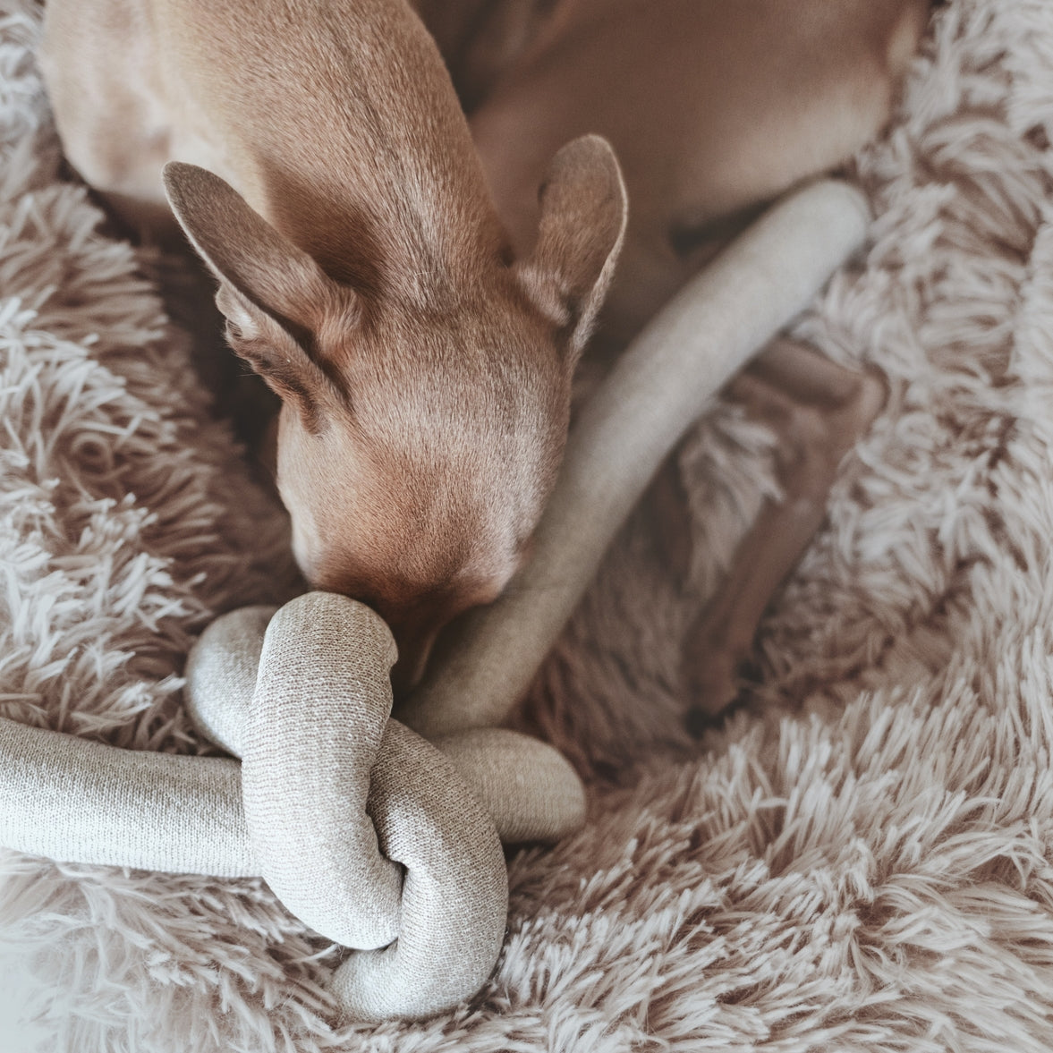NOU - Enrichment Dog Toy