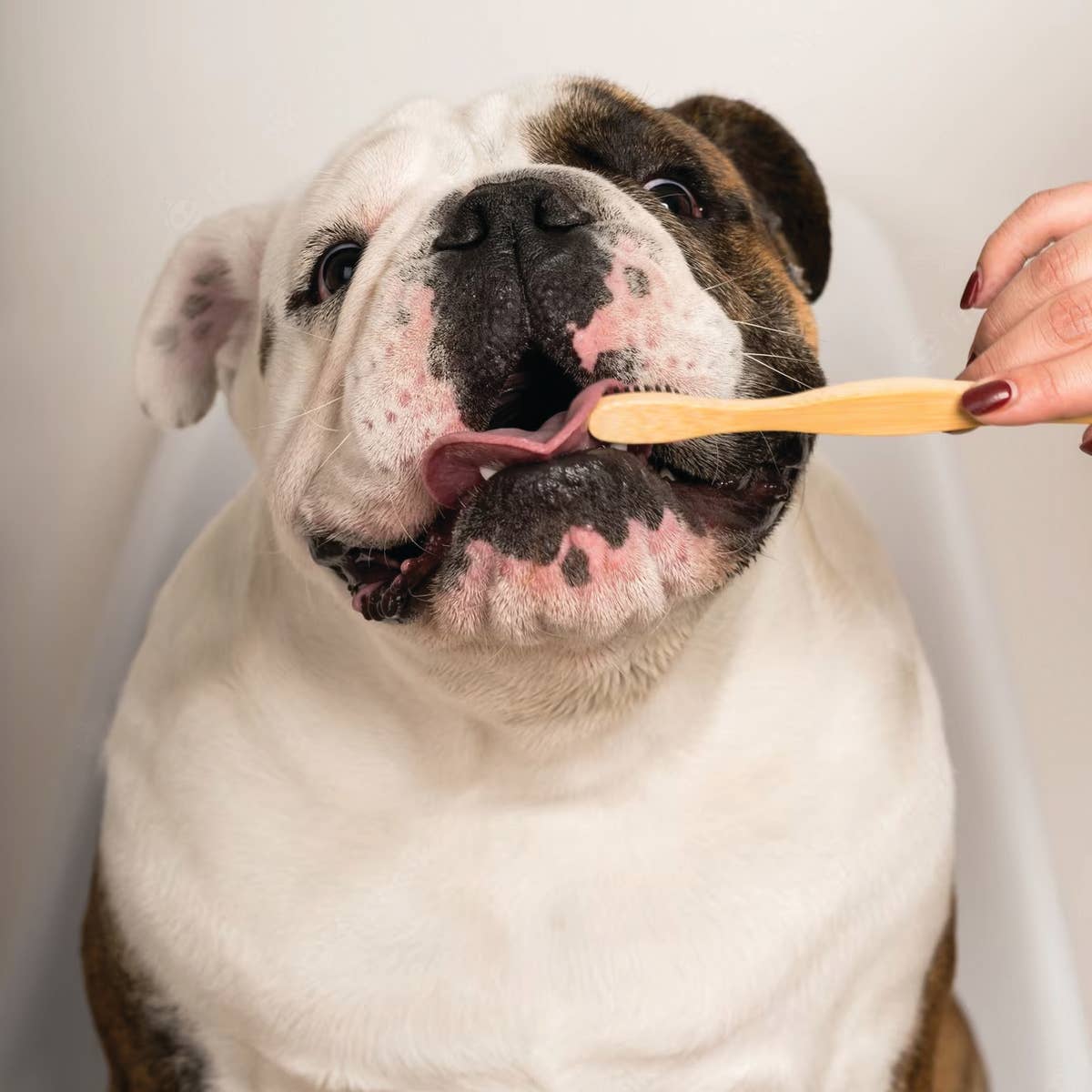 DENTAL DOG Tooth Powder with Peanut Butter - Happy Hounds Pet Supply