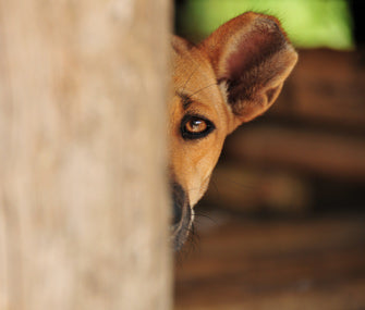 A dog peeking from behind a tree