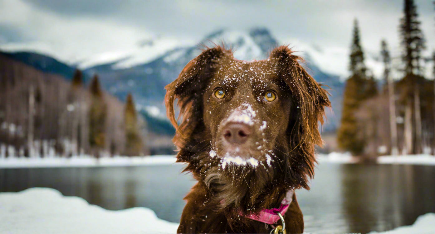 Brown dog in snowy mountains