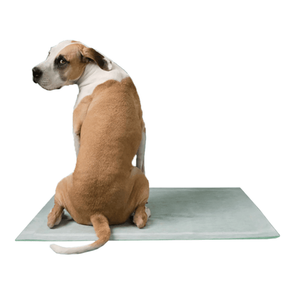 Earth Rated Max Absorbency Pee Pads - Happy Hounds Pet Supply