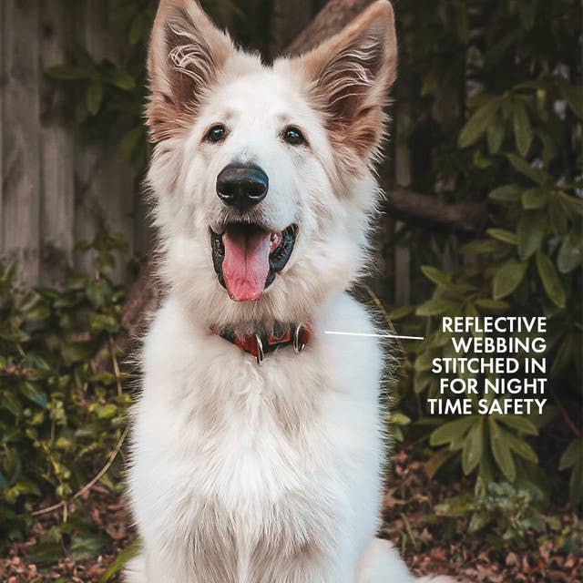 Ezydog Doubleup Collar - Happy Hounds Pet Supply