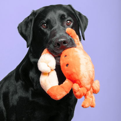 Fluff & Tuff Medium Plush Toys - Happy Hounds Pet Supply
