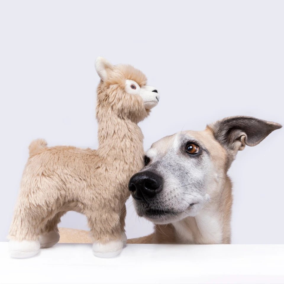 Fluff & Tuff Medium Plush Toys - Happy Hounds Pet Supply