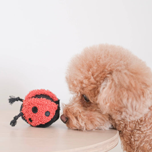 LADYBUG POP ENRICHMENT/SNUFFLE TOY - Happy Hounds Pet Supply