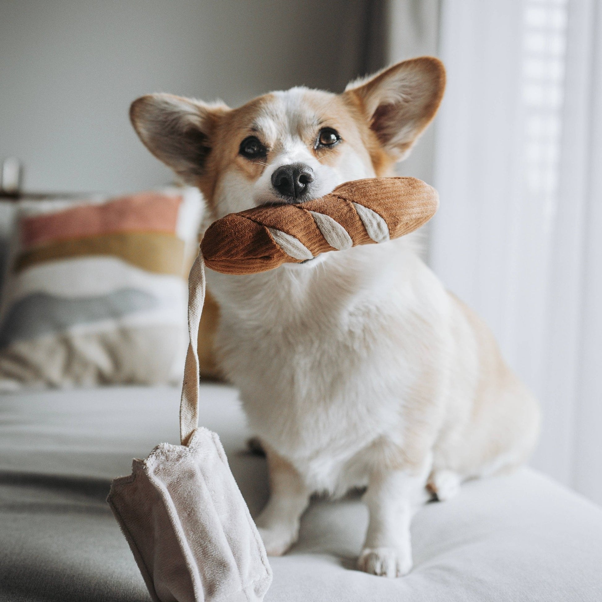 MINI BAGUETTE - Happy Hounds Pet Supply