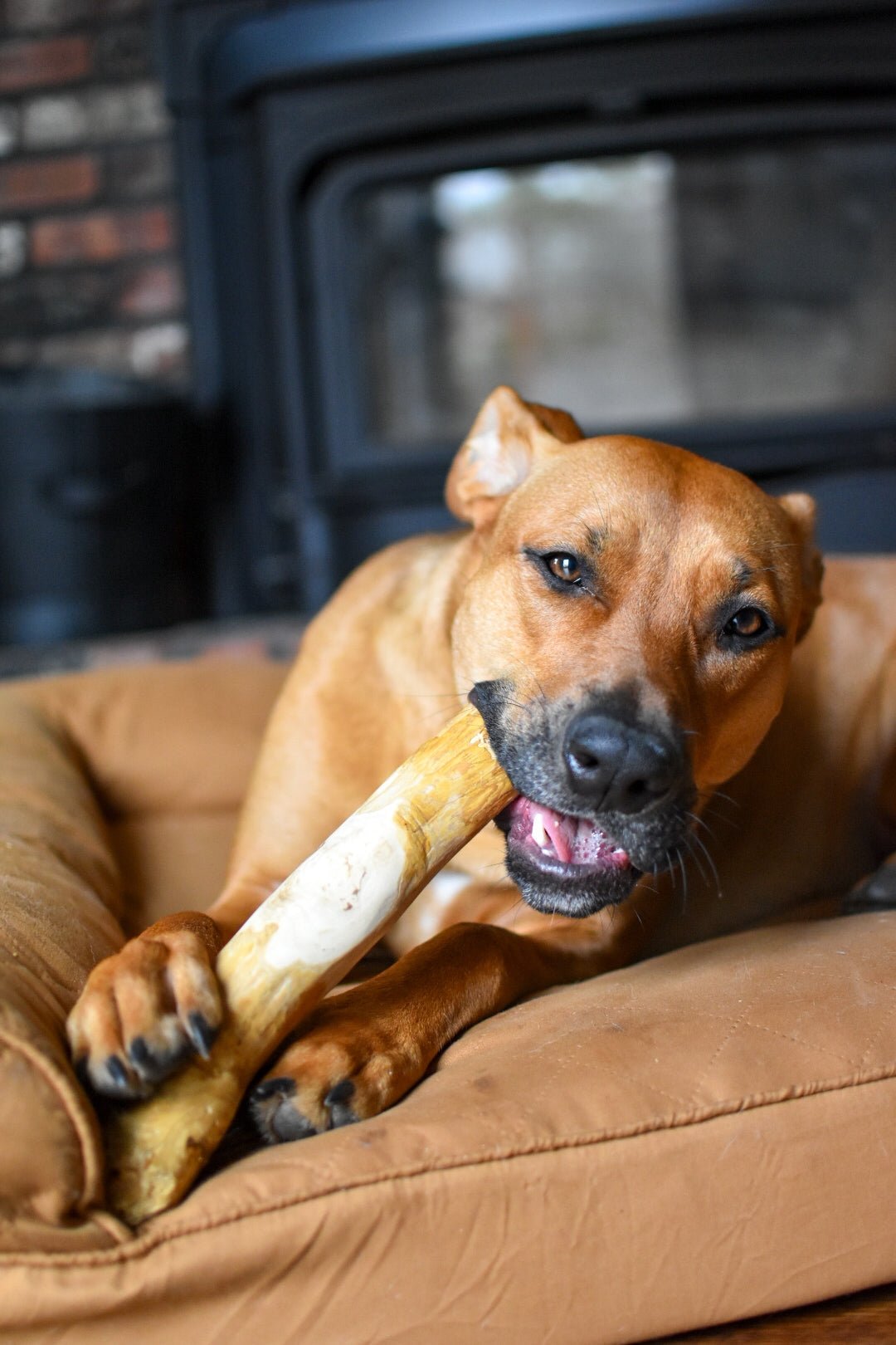 Mumbies Original Chew - Happy Hounds Pet Supply