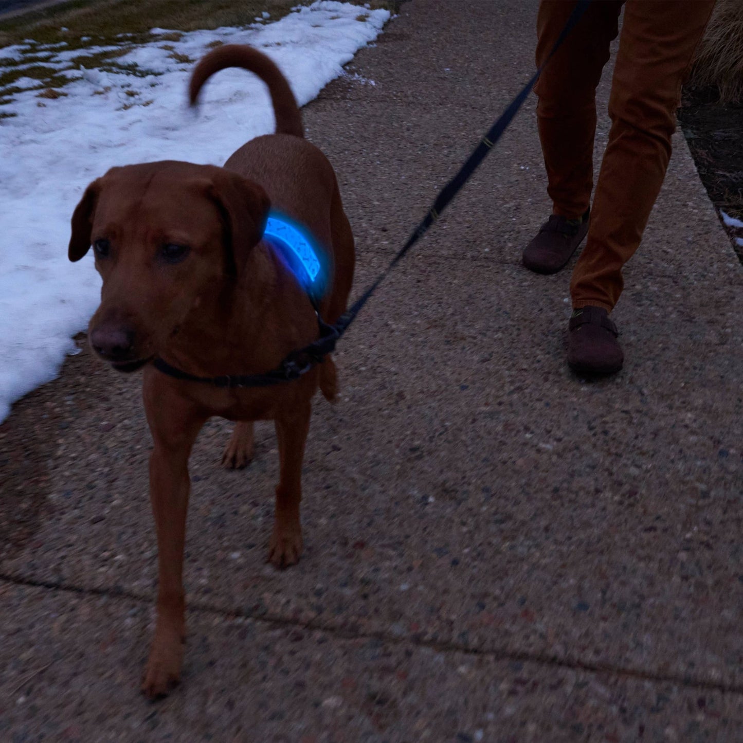 Nite Ize NiteHowl Rechargeable LED Collar Cover Disc - O Select - Happy Hounds Pet Supply