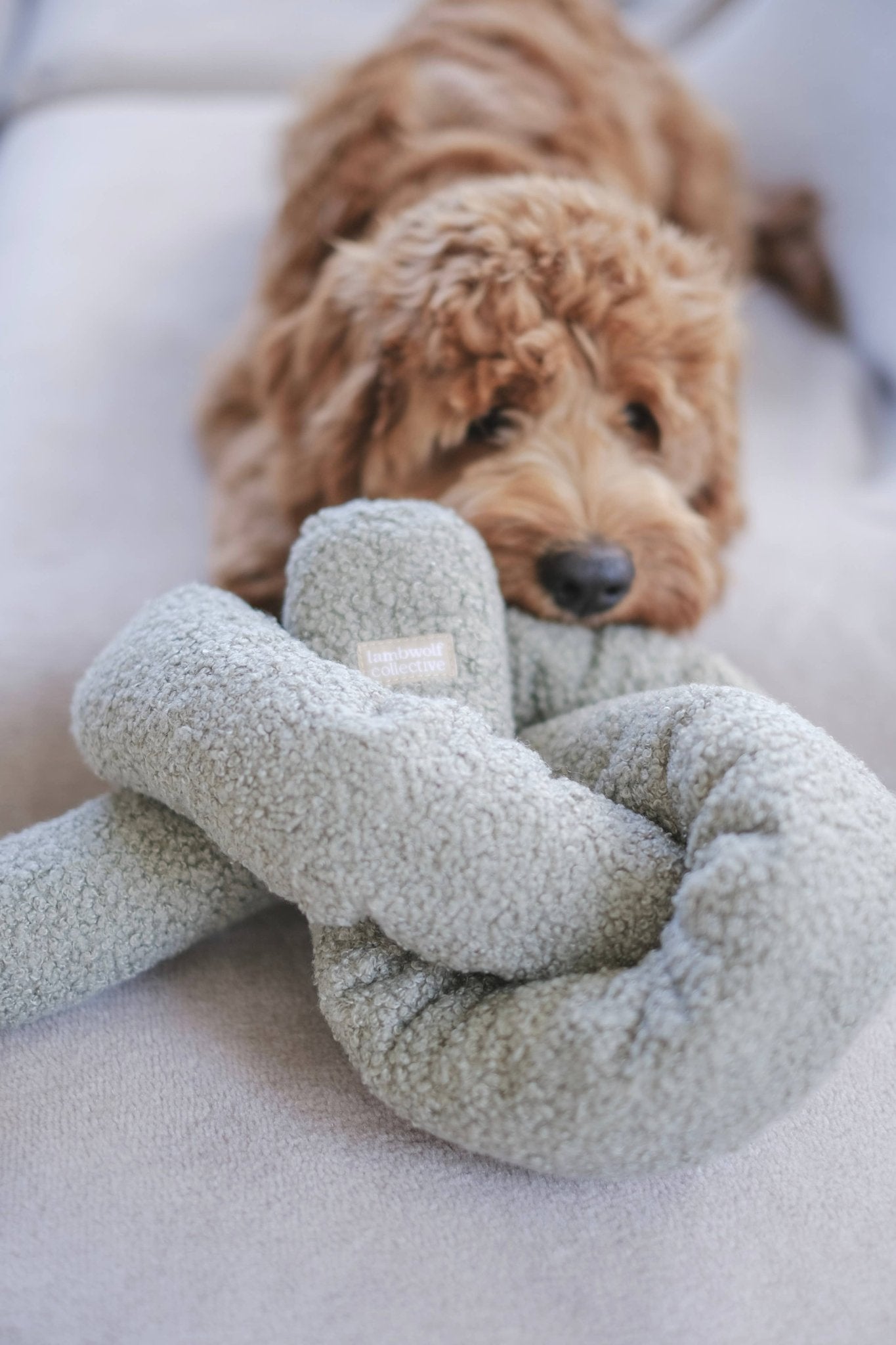 O NOU - Enrichment Dog Toy - Happy Hounds Pet Supply