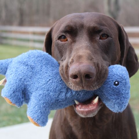 Original Territory Plush Toys - Happy Hounds Pet Supply