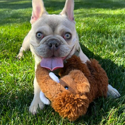 Original Territory Plush Toys - Happy Hounds Pet Supply