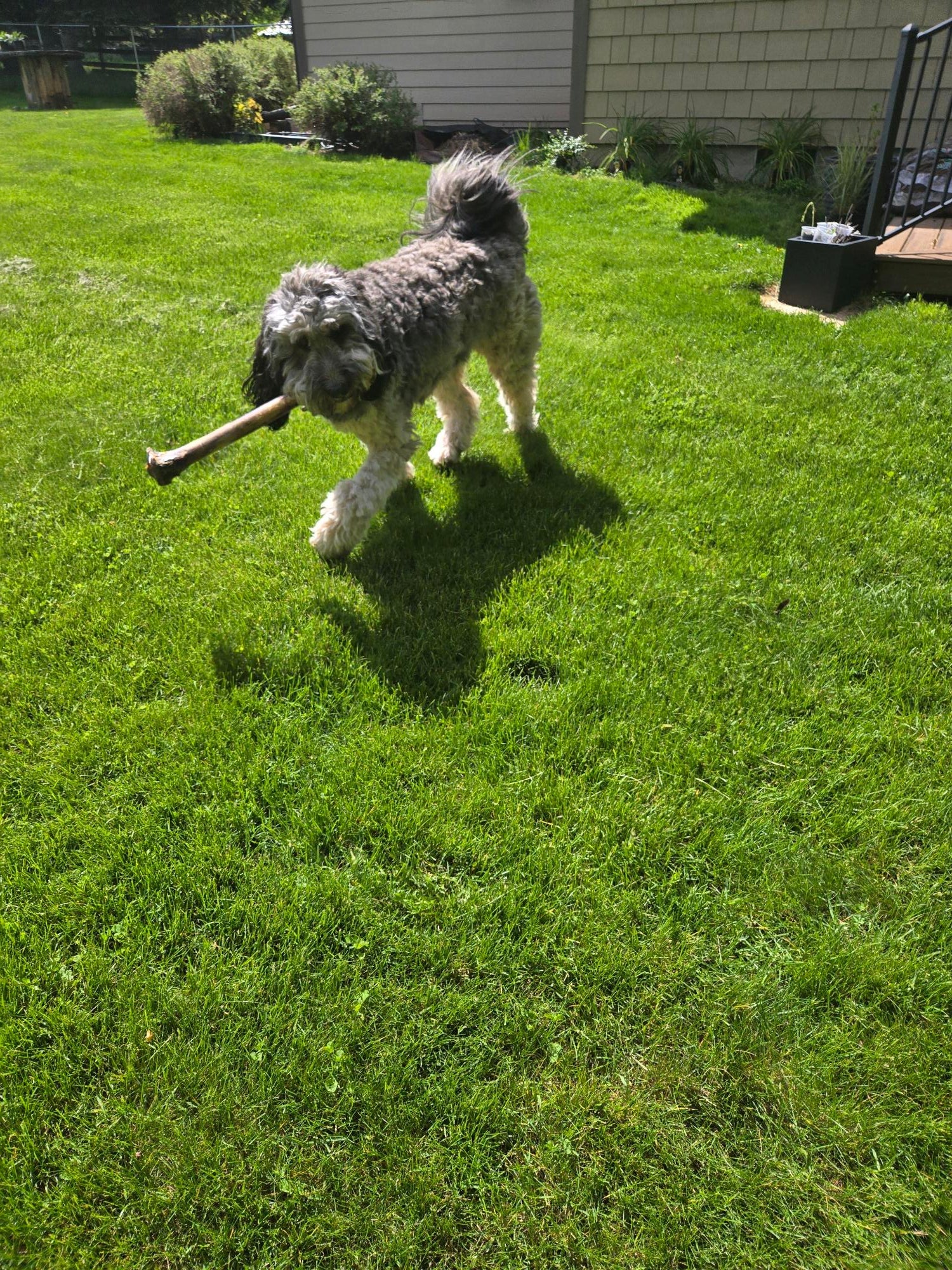 Ostrich Long Bone - Happy Hounds Pet Supply