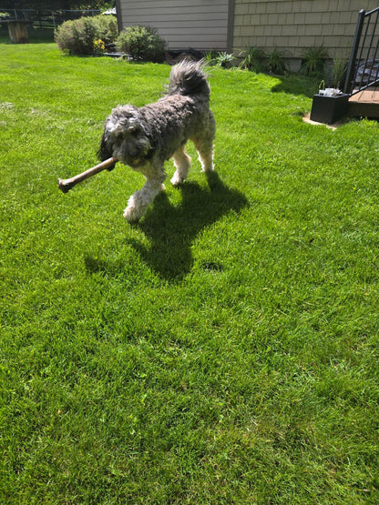 Ostrich Long Bone - Happy Hounds Pet Supply
