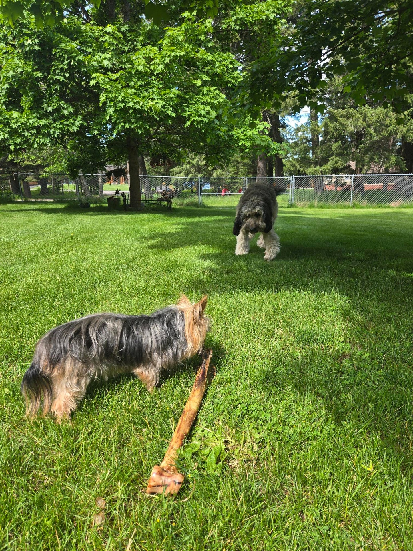 Ostrich Long Bone - Happy Hounds Pet Supply