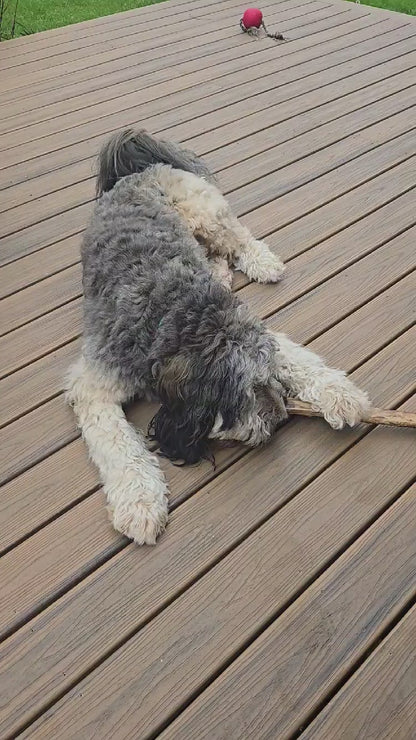 Ostrich Long Bone
