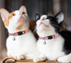 Reflective Breakaway Cat Collar with Bell - Happy Hounds Pet Supply