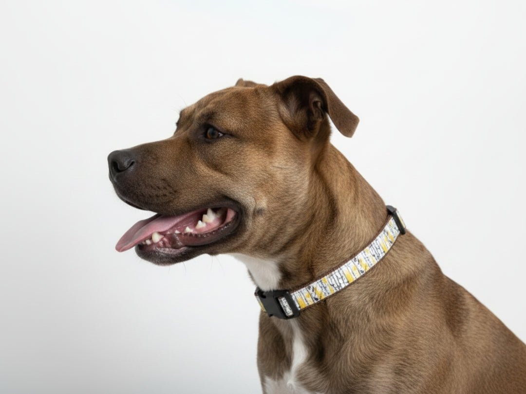 Rocky Mtn Hound Aspen Tree Dog Collars and Leashes - 1" wide - Happy Hounds Pet Supply
