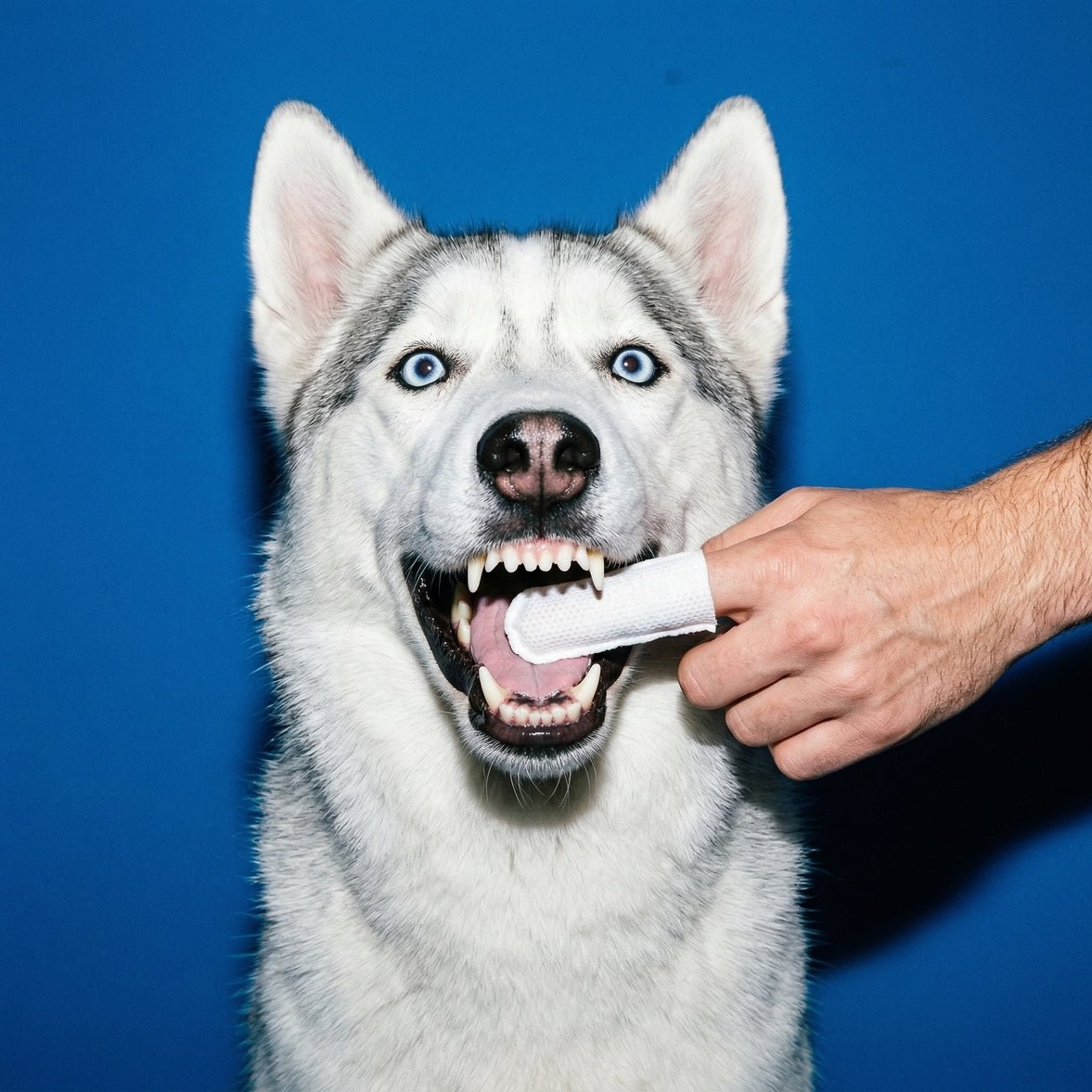 Roofus Dental Wipes (60 Count) - Happy Hounds Pet Supply