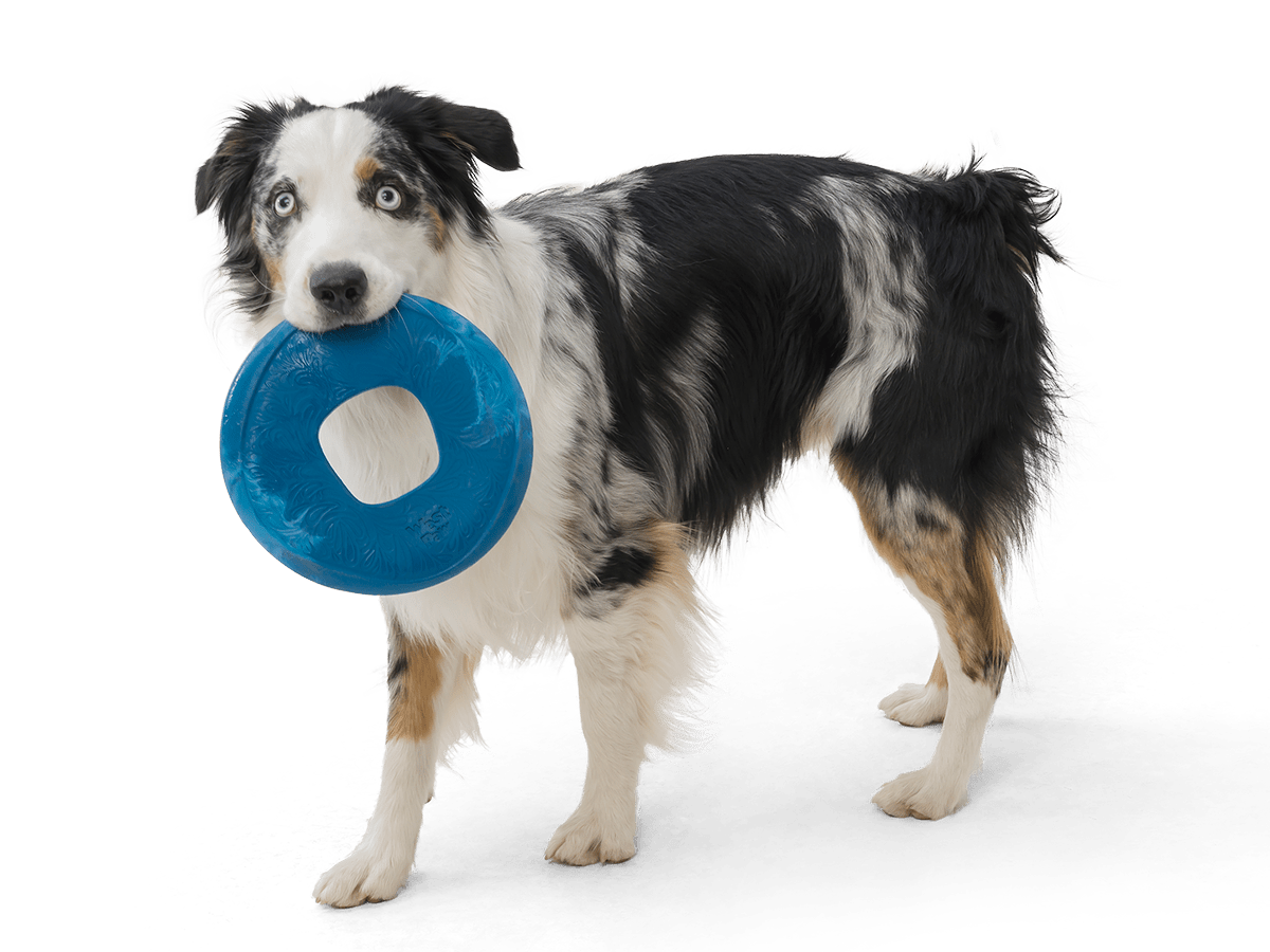 Sailz® Flying Disc Dog Toy - Happy Hounds Pet Supply